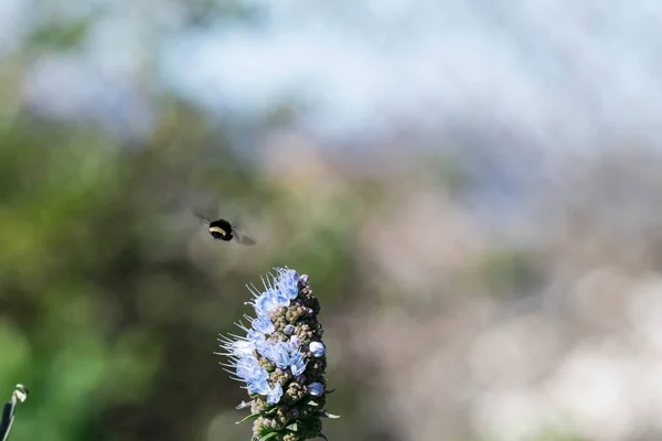 Pýcha Madeira Květ Zblízka Záběr Rozmazané Čmelák Létání Jíst Nektar — Stock fotografie