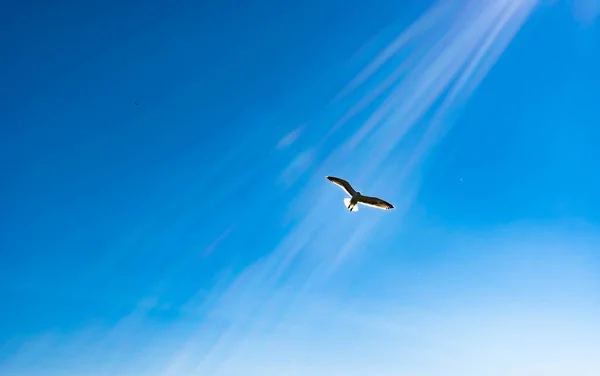 Pássaro Branco Voando Raios Sol Contra Céu Azul Escuro Símbolo — Fotografia de Stock