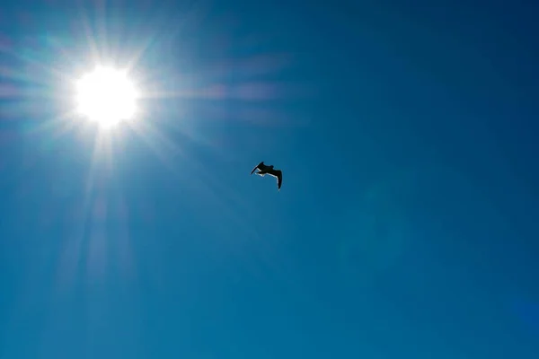 Pássaro Branco Voando Raios Sol Contra Céu Azul Escuro Símbolo — Fotografia de Stock
