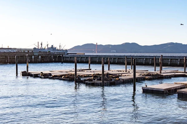 Velká Skupina Lachtanů Molu Embarcadero San Francisco California Usa Března — Stock fotografie