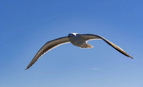 Kanatları Açık Mavi Gökyüzüne Doğru Süzülürken Bir Martı Kuşunu Yakından — Stok fotoğraf