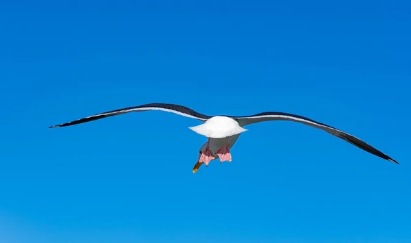 Close Tiro Pássaro Gaivota Enquanto Voa Contra Céu Azul — Fotografia de Stock