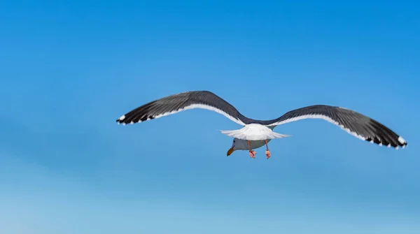 Close Tiro Pássaro Gaivota Enquanto Voa Com Asas Abertas Deslizando — Fotografia de Stock