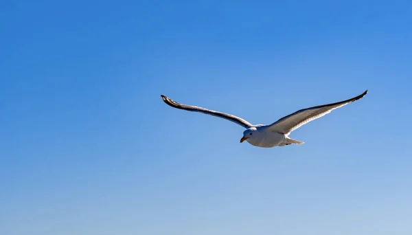 Close Tiro Pássaro Gaivota Enquanto Voa Com Asas Abertas Deslizando — Fotografia de Stock