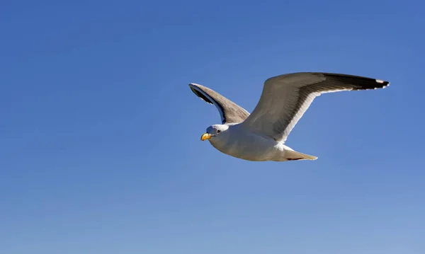 Nahaufnahme Eines Möwenvogels Der Mit Weit Geöffneten Flügeln Gegen Den — Stockfoto