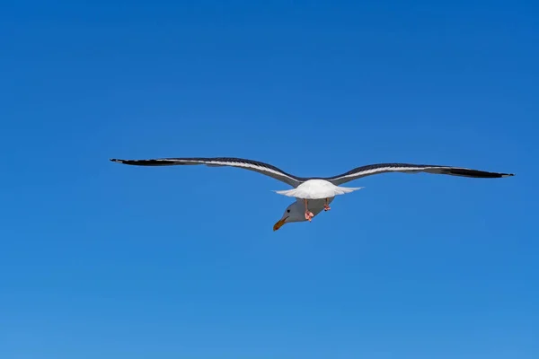 Close Tiro Pássaro Gaivota Enquanto Voa Com Asas Abertas Deslizando — Fotografia de Stock