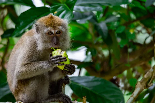 Macaco Cola Larga Mientras Come Frutas Sienta Una Rama Árbol — Foto de Stock