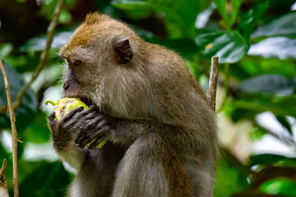 Macaco Cola Larga Mientras Come Frutas Sienta Una Rama Árbol — Foto de Stock