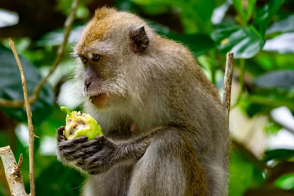 Macaco Cola Larga Mientras Come Frutas Sienta Una Rama Árbol — Foto de Stock