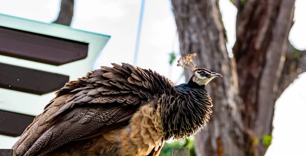 Term Pauw Wordt Vaak Gebruikt Voor Vogels Van Beide Geslachten — Stockfoto