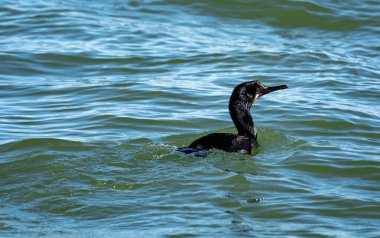 Çift tepeli karabatak, karabatak deniz kuşları familyasının bir üyesidir.