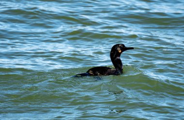 Çift tepeli karabatak, karabatak deniz kuşları familyasının bir üyesidir.