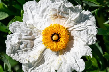 Sarı lekeli, çiçek açan beyaz bir çiçeğin makro çekimi.