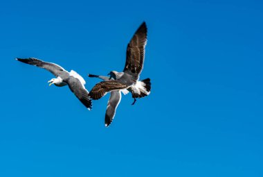 Yiyecek için havada savaşan martı sürüsü. Martılar havada hareket halindeyken birbirlerinden yiyecek çalıyorlar.