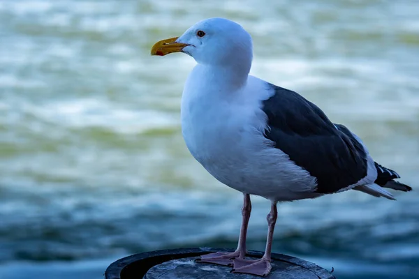 Closeup Shot Seagull While Resting Beach — Stock Photo, Image