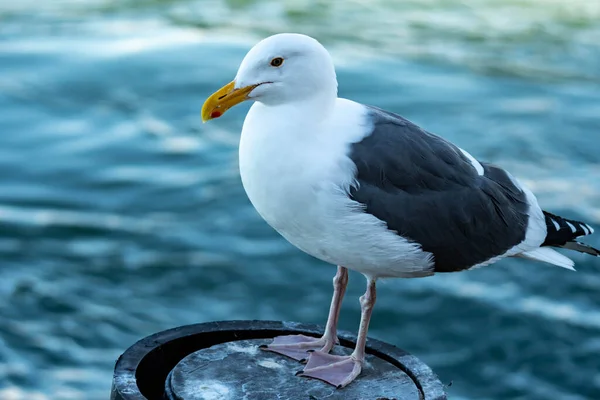 Closeup Tiro Uma Gaivota Enquanto Descansa Uma Praia — Fotografia de Stock