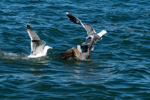 成群结队的海鸥在水面上争夺食物时争斗 海鸥在水面上行动时相互抢夺食物 — 图库照片