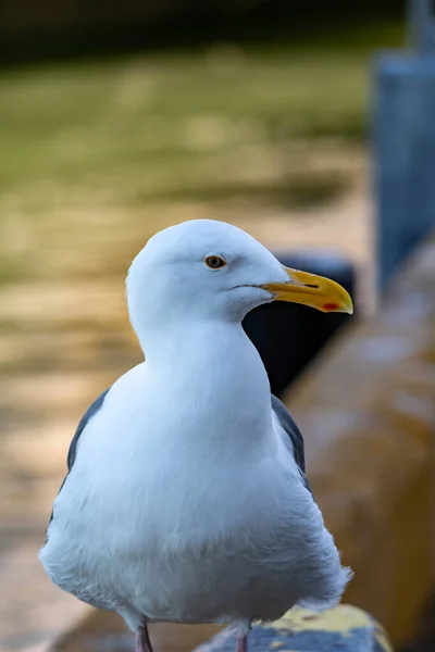 Closeup Tiro Uma Gaivota Enquanto Descansa Uma Praia — Fotografia de Stock