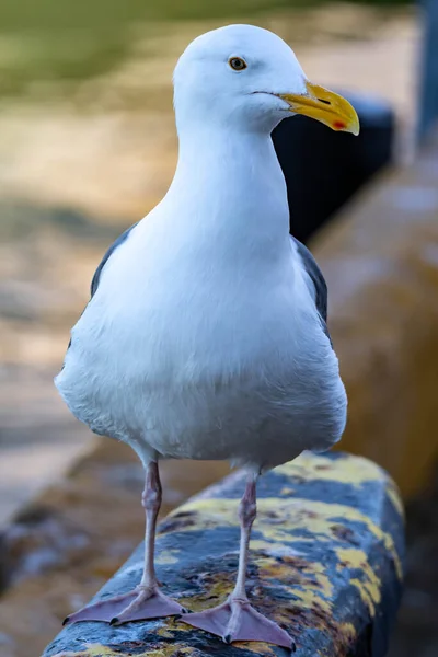 Closeup Tiro Uma Gaivota Enquanto Descansa Uma Praia — Fotografia de Stock