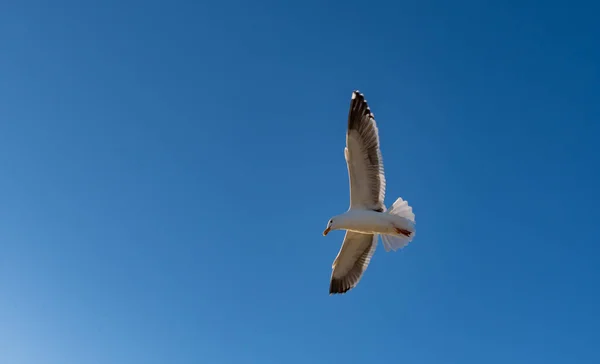 Gaivota Voando Com Asas Abertas Contra Fundo Azul Céu — Fotografia de Stock