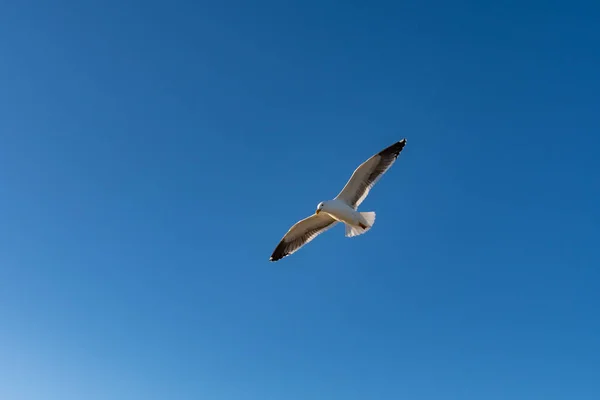 Gaivota Voando Com Asas Abertas Contra Fundo Azul Céu — Fotografia de Stock