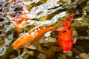 Şans getirmesi için gölde renkli KOI balığı