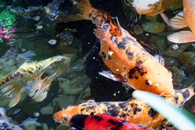 Şans getirmesi için gölde renkli KOI balığı