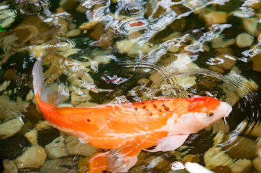 Şans getirmesi için gölde renkli KOI balığı