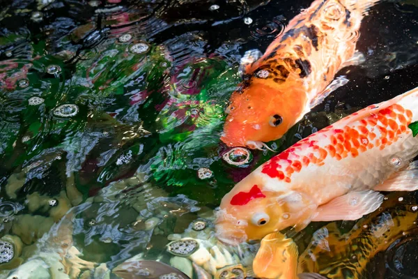 Peixe Koi Colorido Uma Lagoa Para Boa Sorte — Fotografia de Stock