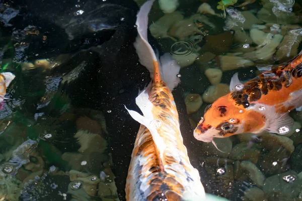 Şans Getirmesi Için Gölde Renkli Koi Balığı — Stok fotoğraf