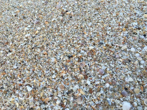 ビーチ、殻の表面に多くのシェル. — ストック写真