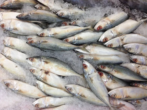 Muchas caballas en el mercado — Foto de Stock