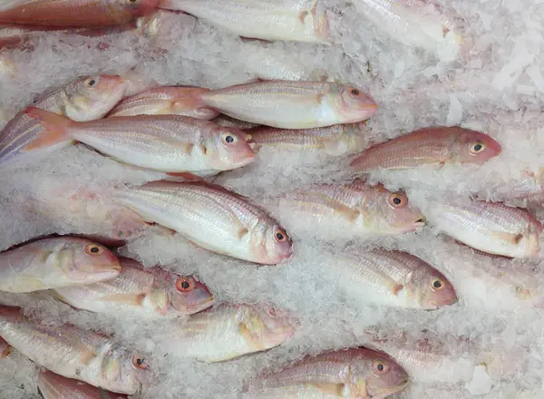 Pescado congelado en el mercado — Foto de Stock