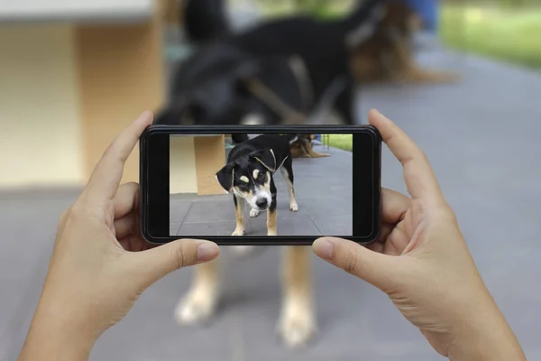 Handen håller smart telefon ta ett foto på thailändska hundar — Stockfoto