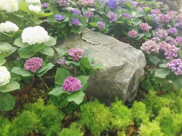 Цветочный сад для абстрактного фона — стоковое фото