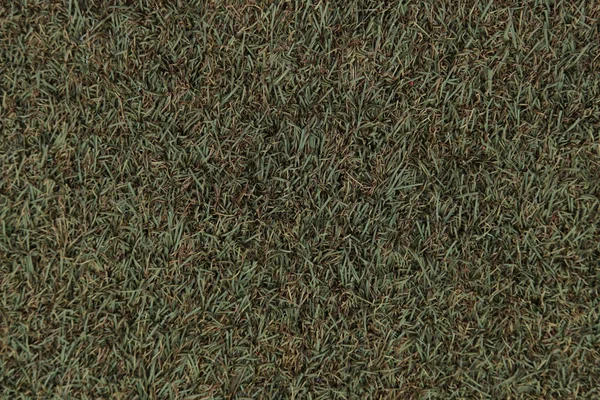 人工草地的背景纹理 — 图库照片