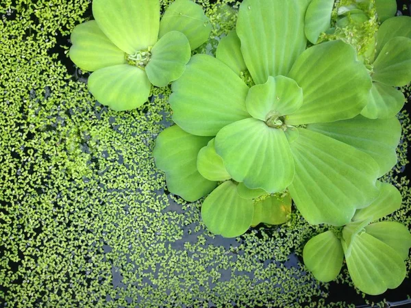 Lotus yaprakları için arka plan dokulu yüzeyi — Stok fotoğraf