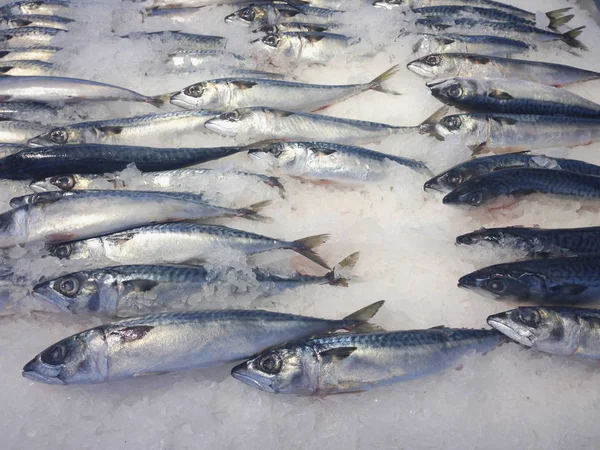 Muchos peces Saba están congelados — Foto de Stock