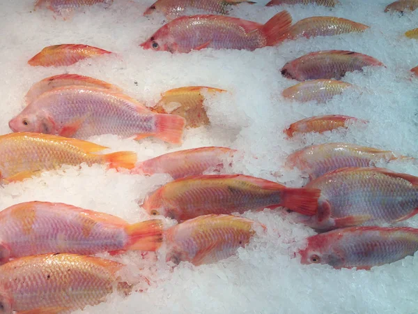 Muchos peces rojos están congelados — Foto de Stock