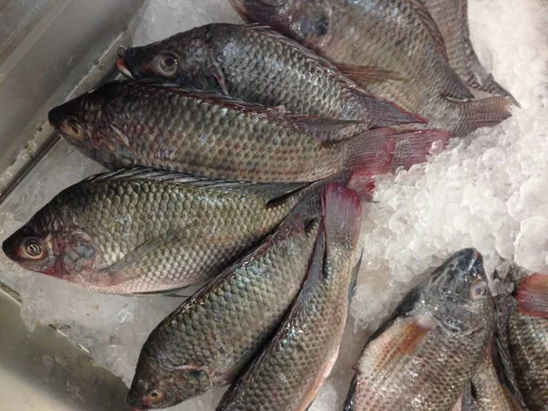 Muchos peces rojos están congelados — Foto de Stock