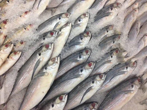 Pescado congelado en el mercado, Ordenar el pescado — Foto de Stock