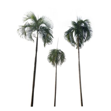 Doğal kavramı ile kullanılan beyaz zemin üzerine izole ağaç