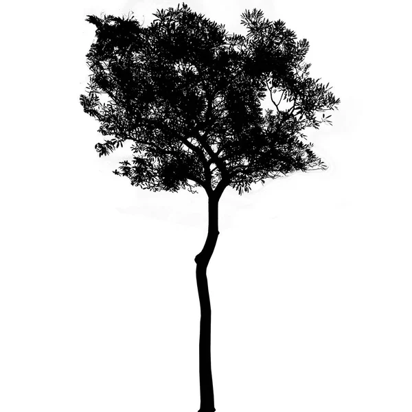 Black tree silhouettes on white background , silhouette of trees — Stock Photo, Image