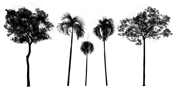 Colección de siluetas de árbol negro sobre fondo blanco, silho — Foto de Stock