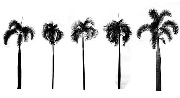 Silho 흰색 배경에 검은 나무 실루엣의 컬렉션 — 스톡 사진