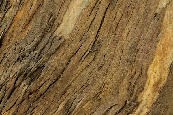 自然な木製の背景、木の樹皮の質感 — ストック写真