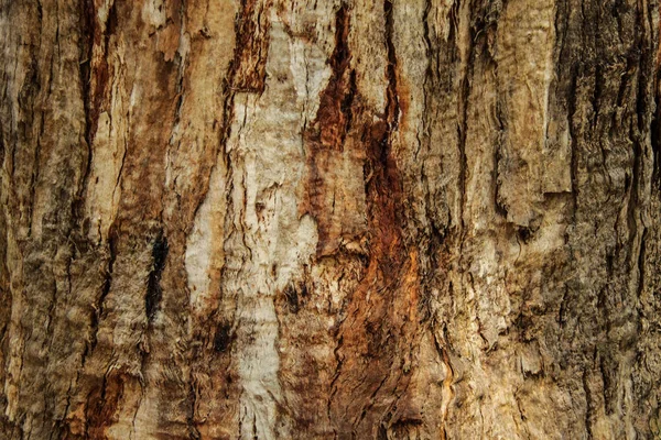 Sfondo in legno naturale, texture di corteccia d'albero — Foto Stock