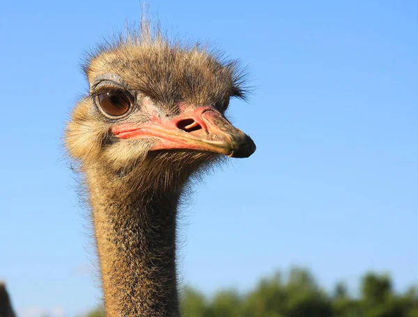 Der Anblick neugieriger Strauße aus nächster Nähe — Stockfoto