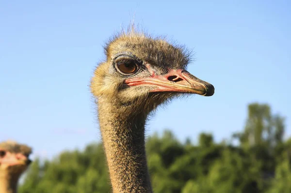 Ostrich looks attentively — Stock Photo, Image