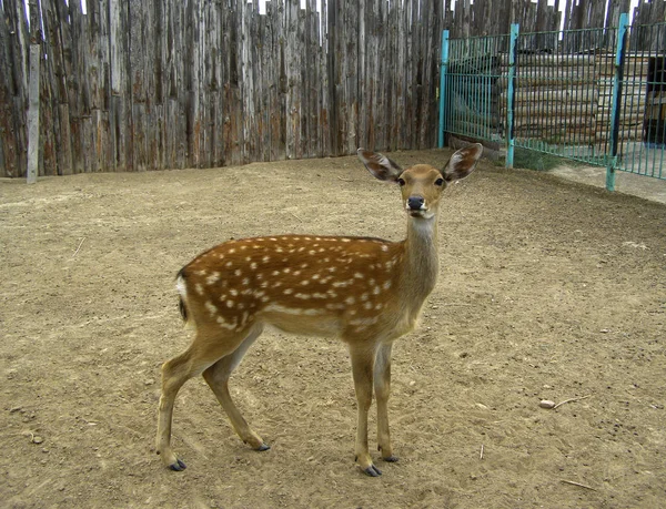 Young spotty deer in national park — Stock Photo, Image